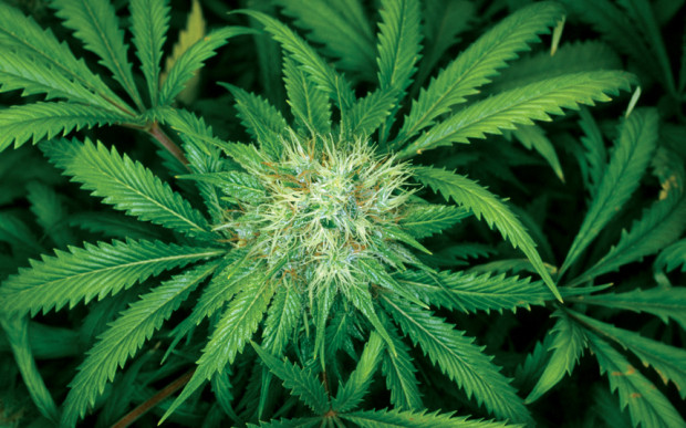 Marijuana