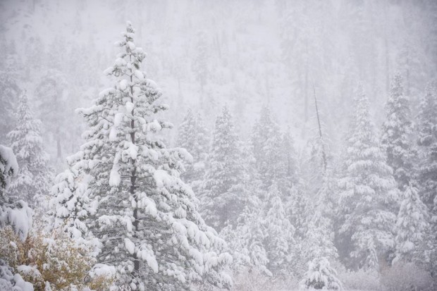 Alpine Meadows, CA.  Yesterday.