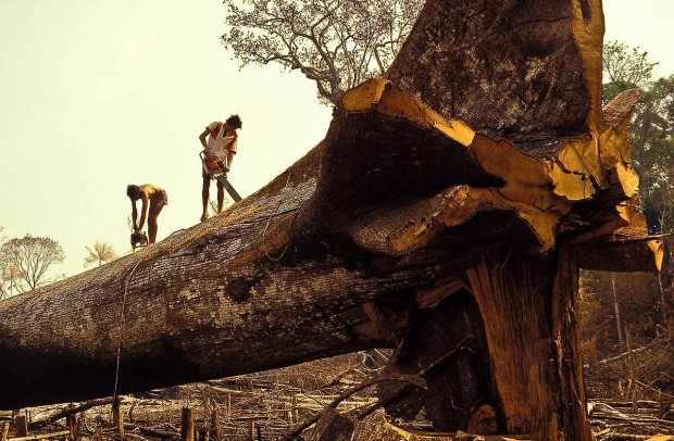 Amazon deforestation