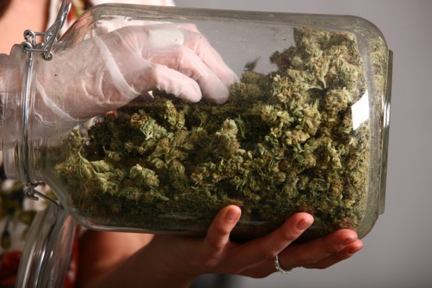 Colorado_Cannabis_staver_0881362524946_image_982w