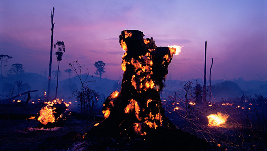 Amazon forest deforestation