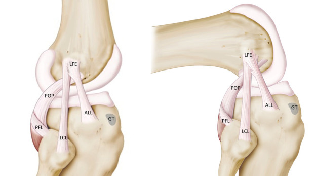 Diagram showing the knee and the newly discovered ALL. Image Courtesy of University Hospitals Leuven