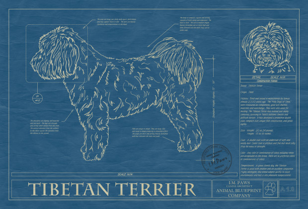 TIBETAN TERRIER zoom version