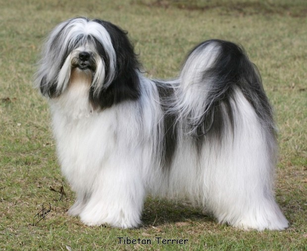 tibetan terrier dog