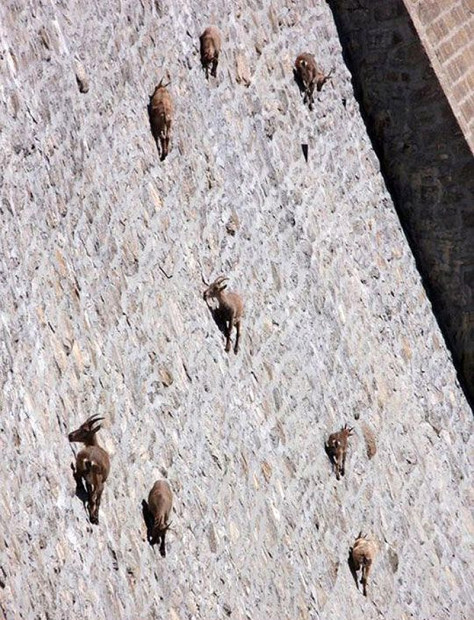 mountain goats