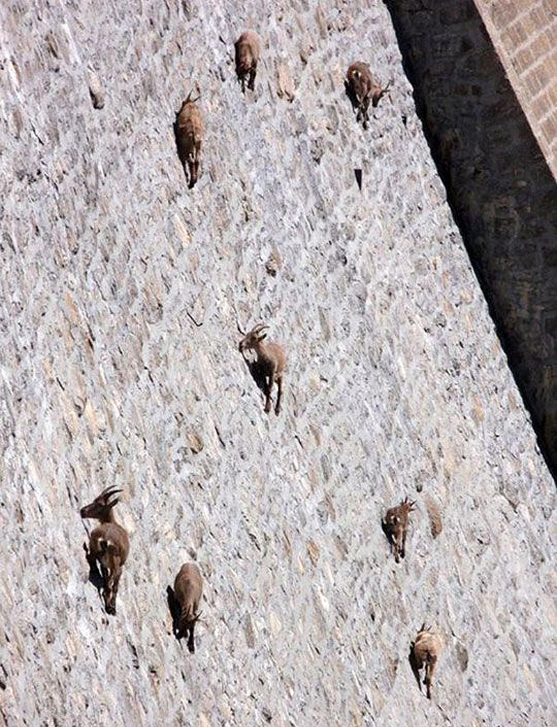 mountain goats