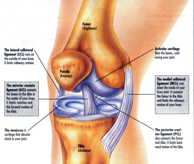 acl diagram