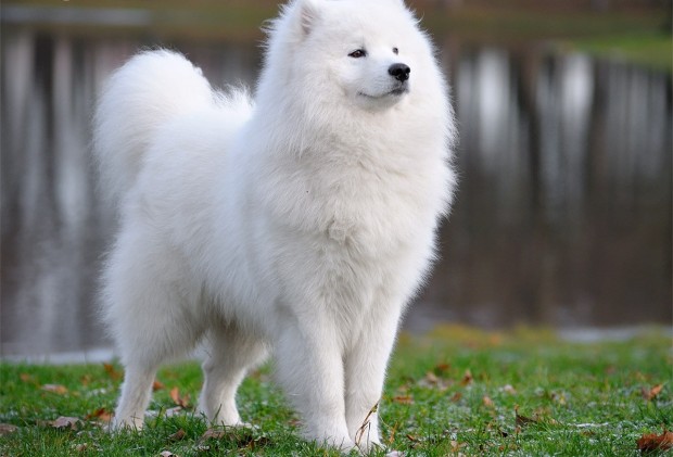 samoyed dog