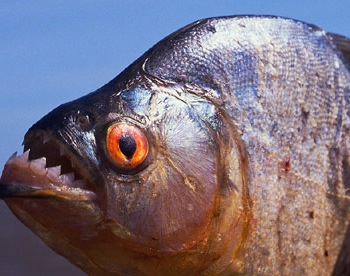 piranha river