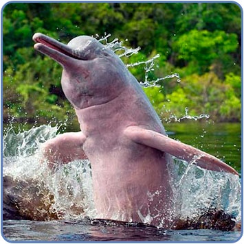 river dolphin