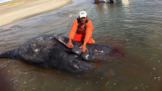 conjoined gray whale twins.