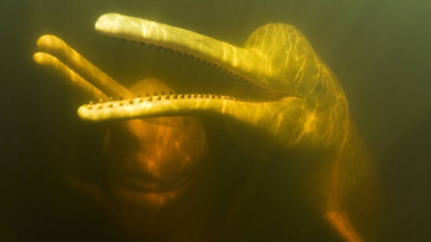 river dolphin