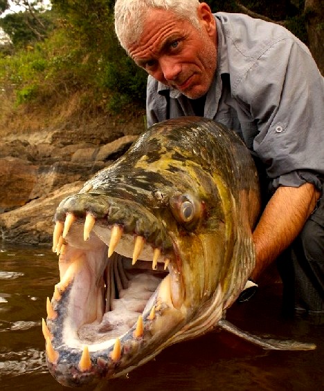 African Tigerfish.