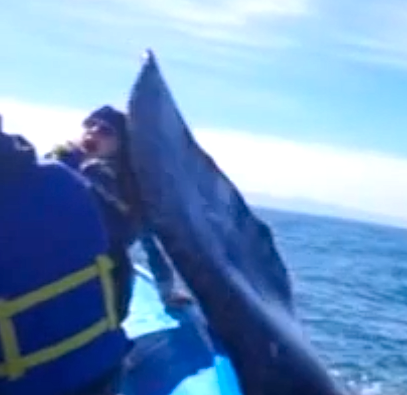 whale tail slap to face