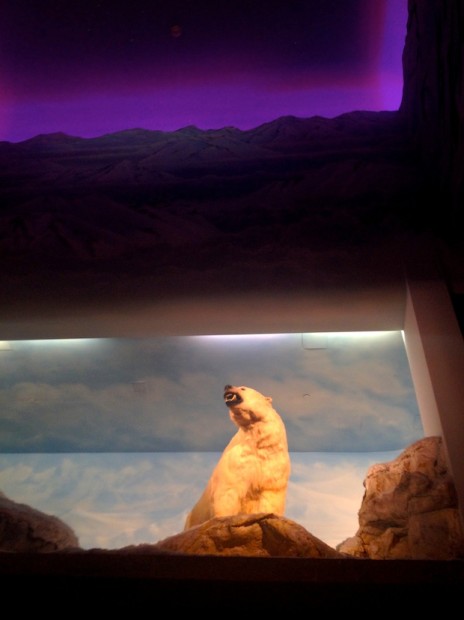 Alyeska Hotel has bears.