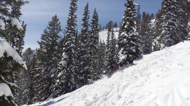Yimmers on soft, day old chopped powder