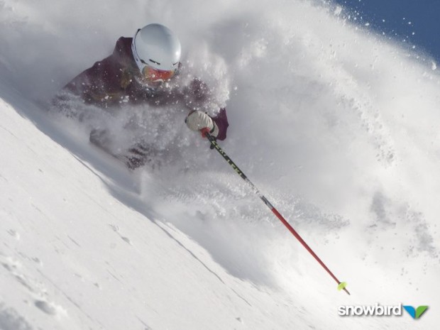 Snowbird yesterday...