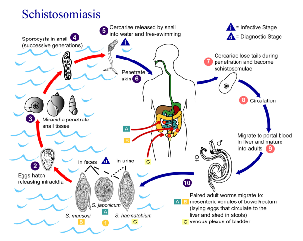 Schistosomiasis Life Cycle