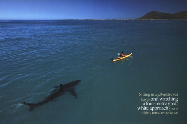 great-white-shark-approaching-1024x680