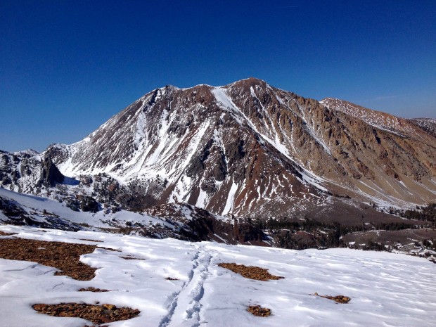 Long south facing chute had tracks in it.