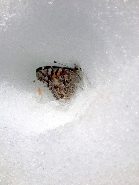 Butterflies on Tioga Pass today