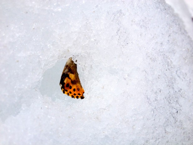 Butterflies on Tioga Pass today