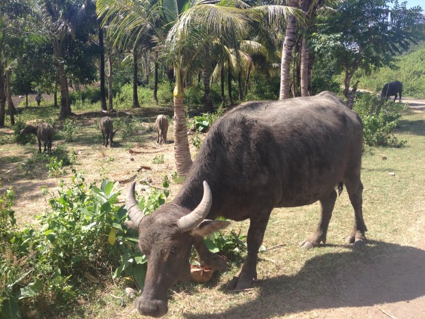 Some Water Buffalo traffic issues today...
