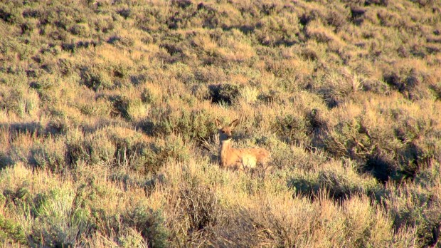 Fawn with spots