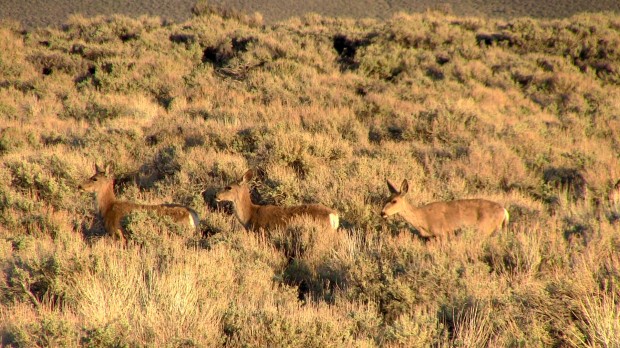 Deer train