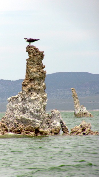 Osprey on tufa at Mono Lake today