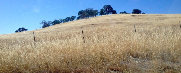The California foothills