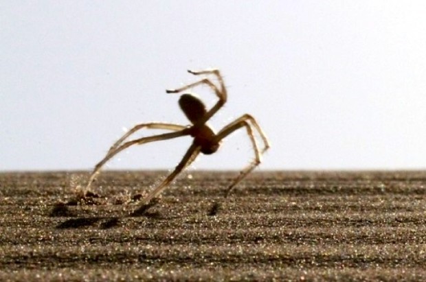 The flic-flac spider Cebrennus rechenbergi in action  © Prof. Dr. Rechenberg