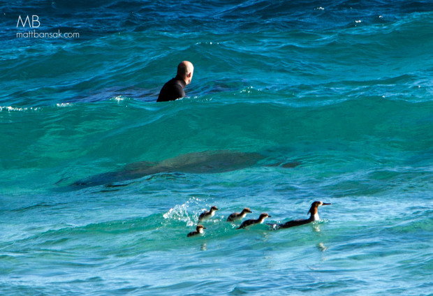 Scott is joined by a family of loons who wanted in on the fun.