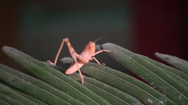 local wildlife