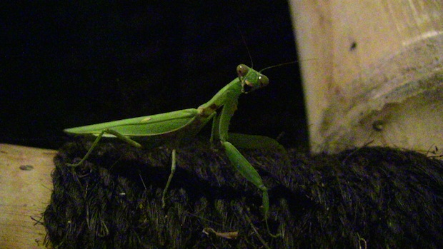 Praying Mantis outside my room.