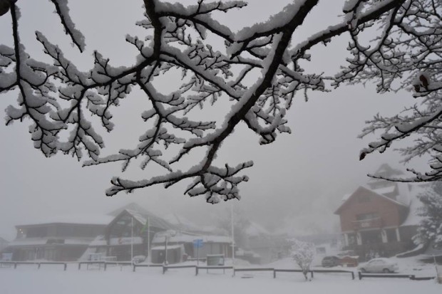 bariloche-snowy-trees