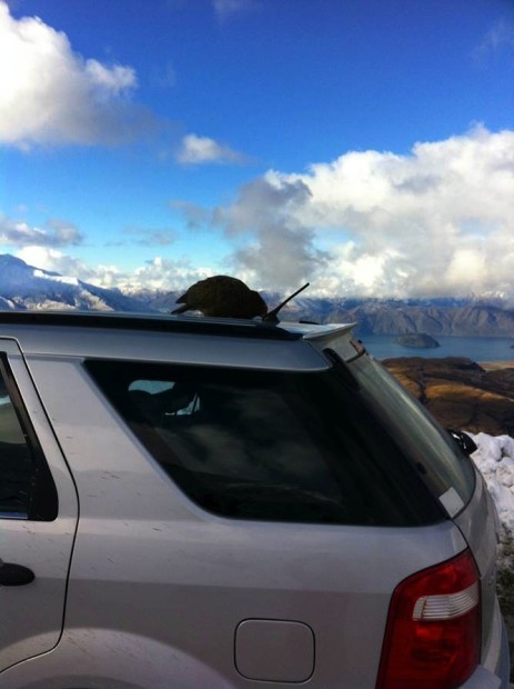 treble cone powder day