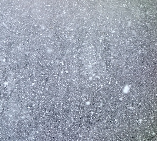 snowing in a forest