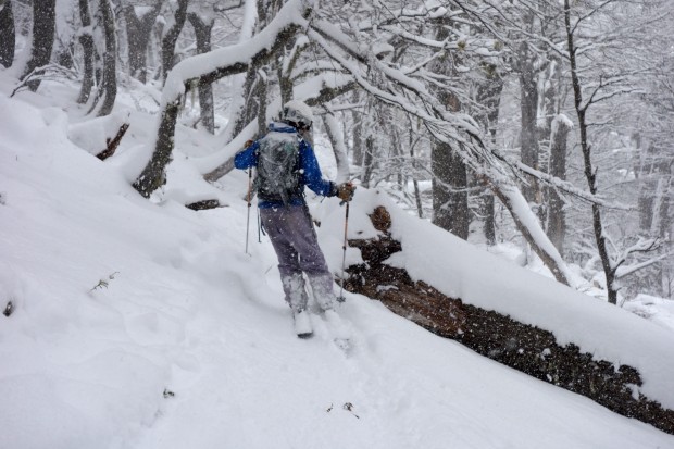 Traverse through the forest back to the chair after a deep Laguna lap today.