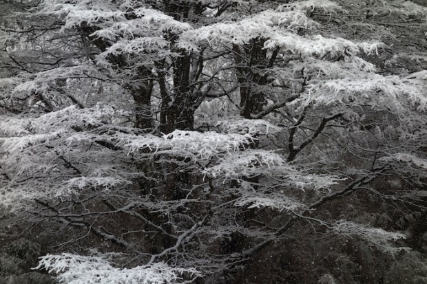 Forest at Catedral ski resort in Bariloche, Argentina today.  photo:  snowbrains.com
