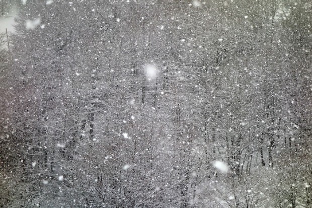 Forest at Catedral ski resort in Bariloche, Argentina today.  photo:  snowbrains.com