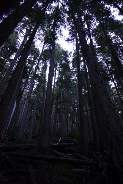 Forest