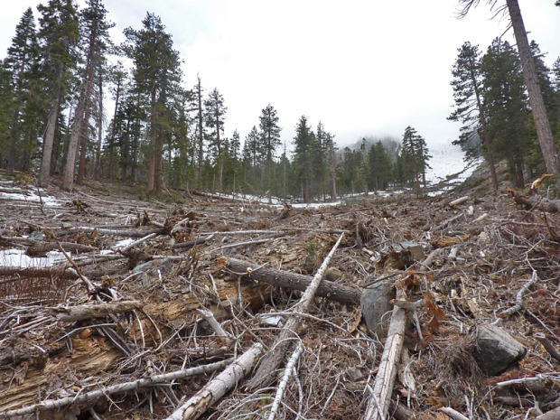 Avalanche in the San Gabriel Mountains, CA crushes everything in it's path.