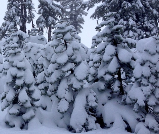 Puffy white stuff on Gold Coast trees today