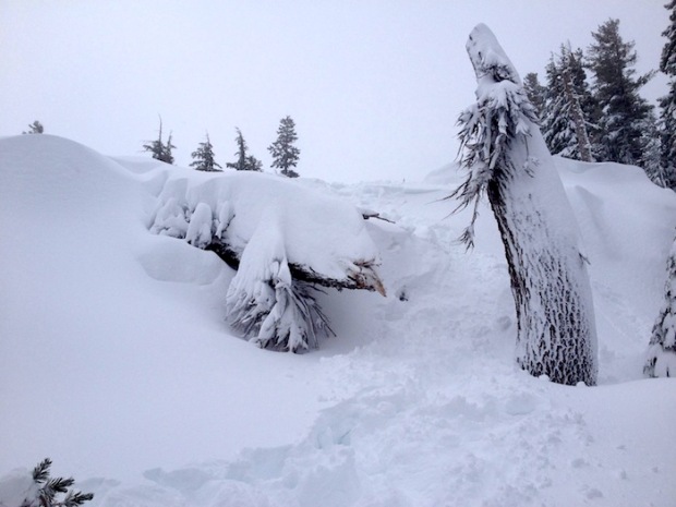 Powder in Shirley Trees.