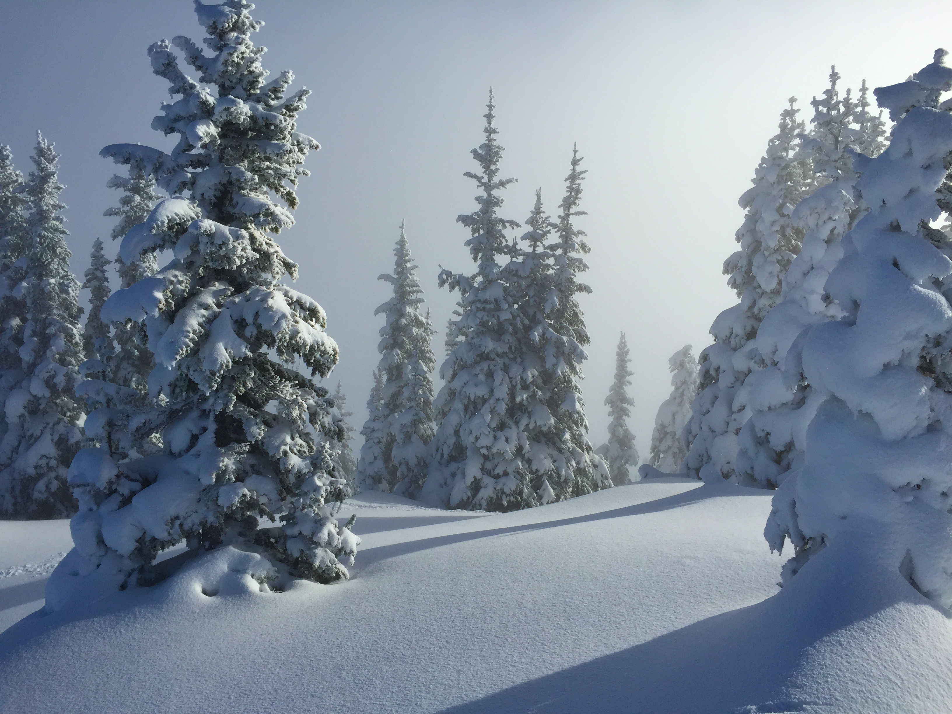 Unskied trees in the afternoon light at Crystal.