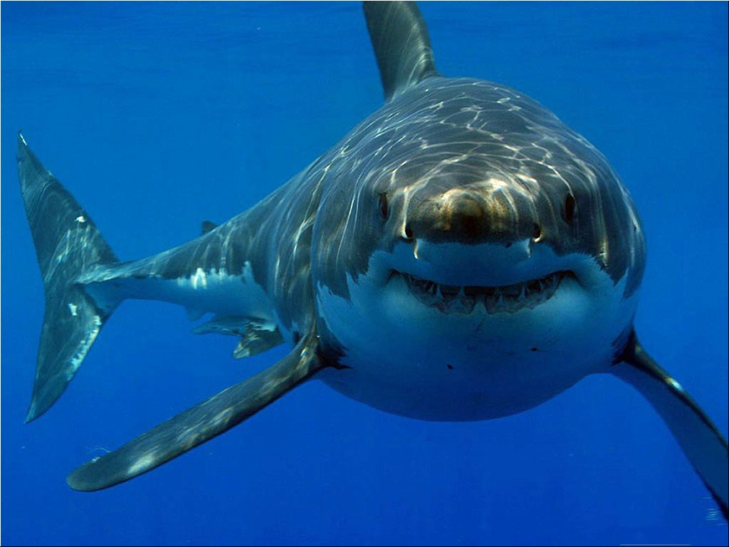 The Great White Shark.