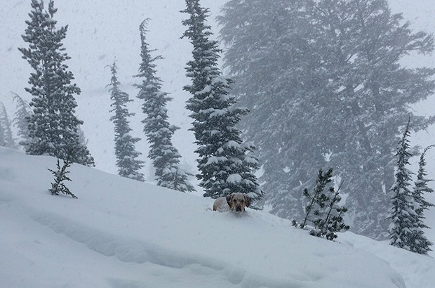 It was chest deep! At least for Cody...