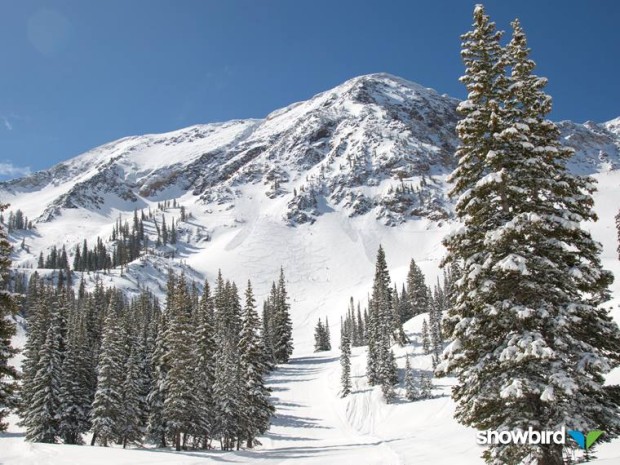 First tracks today in Little Cloud bowl at Snowbird.  photo: Matt Crawley