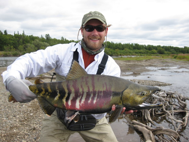 Alaska Salmon